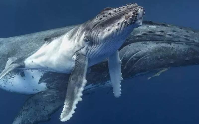 تصاویری نادر از شیر دادن نهنگ به بچه خود