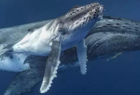 تصاویری نادر از شیر دادن نهنگ به بچه خود