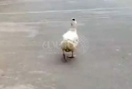 راه رفتن بامزه و دیدنی یک اردک در خیابان