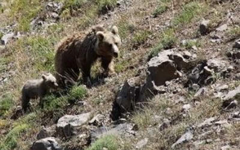 نتیجه دوستی با خرس سبلان را تماشا کنید