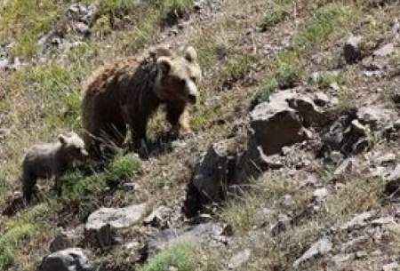 نتیجه دوستی با خرس سبلان را تماشا کنید