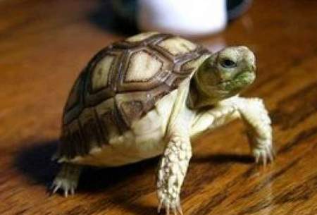 سیلی زدن بیک لاکپشت عصبانی به هم‌نوعش!