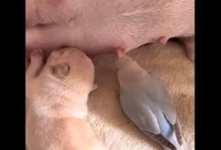 شیر‌ خوردن یواشکی کبوتر در کنار توله یک سگ