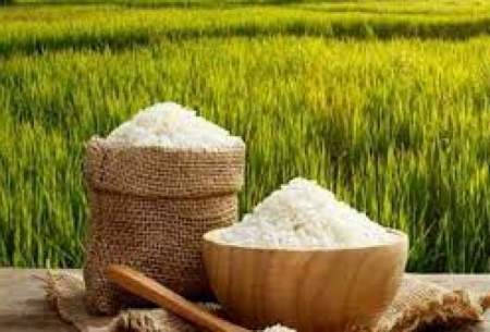 ممنوعیت واردات برنج لغو شد؟