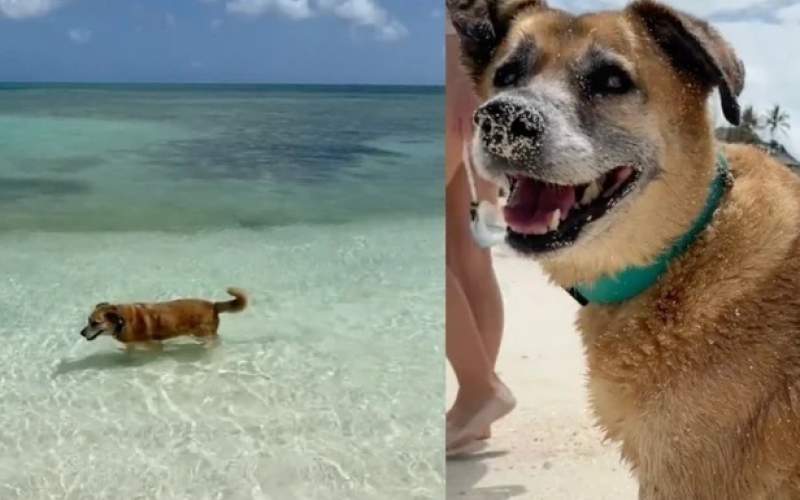 سگی نابینا و ناشنوا گردشگران را به ساحل می‌برد
