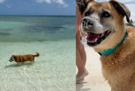 سگی نابینا و ناشنوا گردشگران را به ساحل می‌برد
