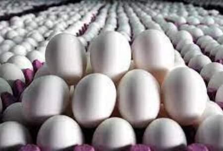 هر شانه تخم مرغ ۳۰ عددی در بازار چند؟