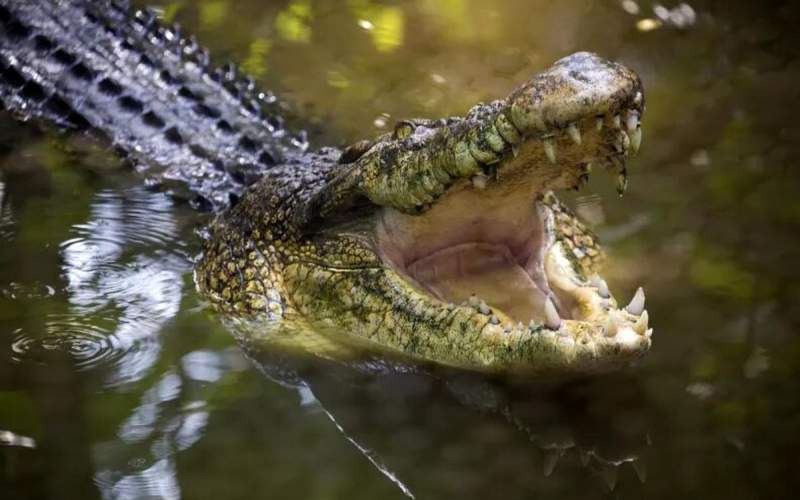 لحظه حمله یک تمساح برای قطع دست کارمند