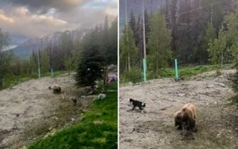 نبرد وحشتناک چند سگ با خرس غول پیکر