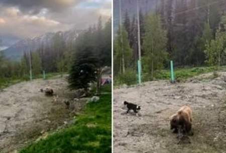 نبرد وحشتناک چند سگ با خرس غول پیکر