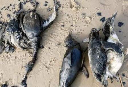 کشف لاشه صدها پنگوئن‌ در سواحل اروگوئه