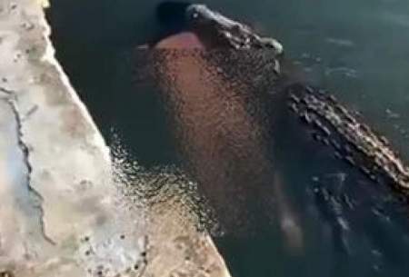 حمل جسد یک مرد در آب توسط تمساح غول پیکر