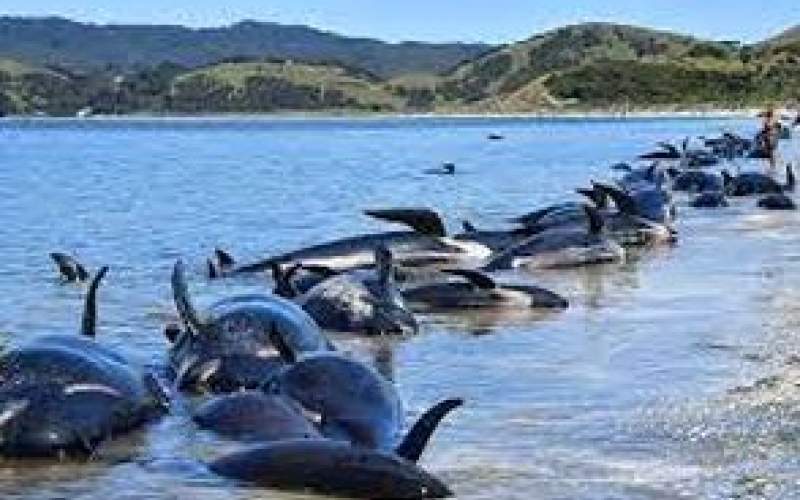 تصمیم نهنگ ها برای خودکشی دسته جمعی