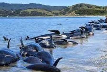 تصمیم نهنگ ها برای خودکشی دسته جمعی