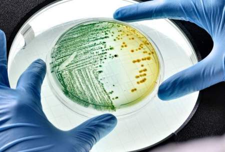 دنیا در شوک شیوع یک بیماری عفونی باکتریایی