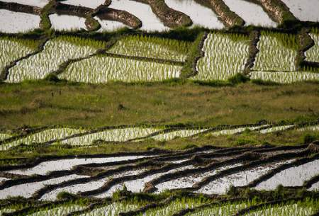 مزارع برنج در مازندران  <img src="https://cdn.baharnews.ir/images/picture_icon.gif" width="16" height="13" border="0" align="top">