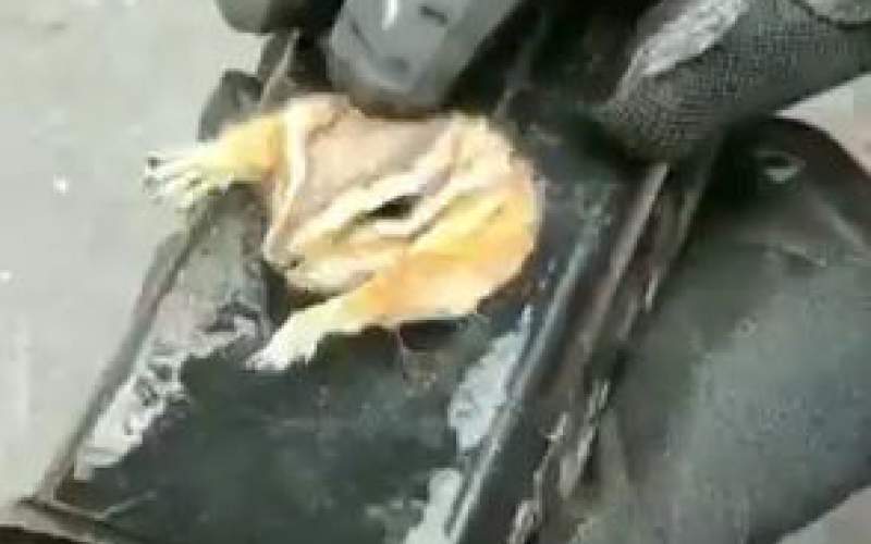عملیات نجات یک سنجاب از داخل یک لوله فلزی