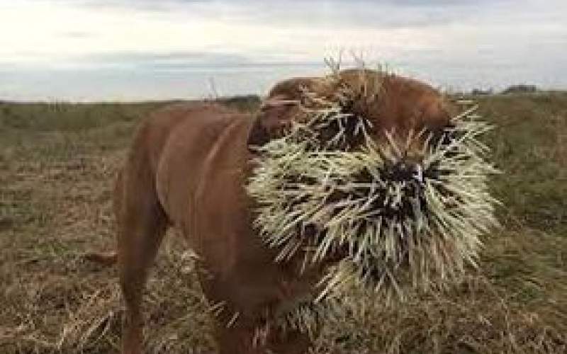 ویدیویی دردناک از نتیجه جنگ سگ با جوجه تیغی