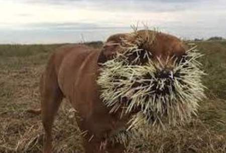 ویدیویی دردناک از نتیجه جنگ سگ با جوجه تیغی