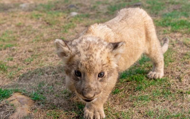 ویدئویی جالب از صدای غرش بچه شیر