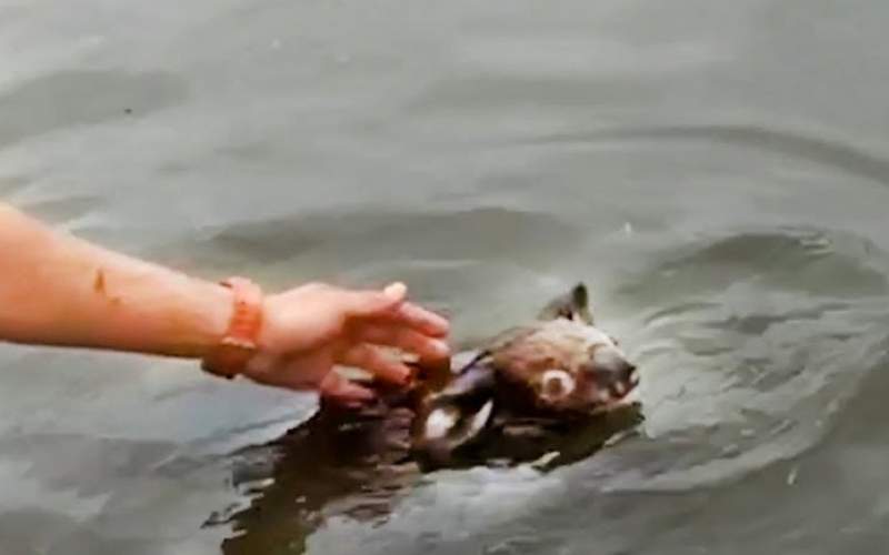نجات یک کوالا از غرق شدن در رودخانه/فیلم
