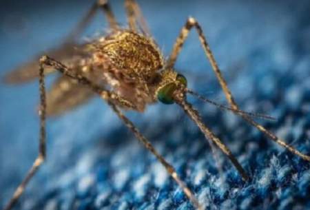 مالاریا در این محیط‌ها به انسان منتقل می‌شود