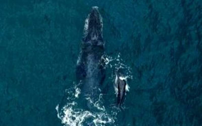 شنای نهنگ گوژپشت با بچه‌اش در آب‌های برزیل