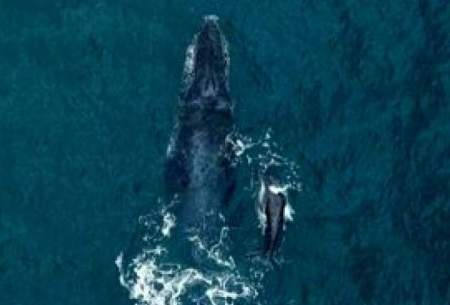 شنای نهنگ گوژپشت با بچه‌اش در آب‌های برزیل