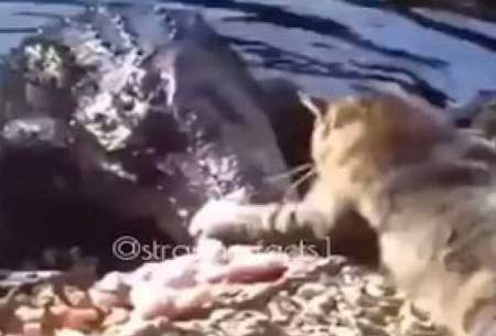 حمله یک گربه به تمساح برای تصاحب غذا!
