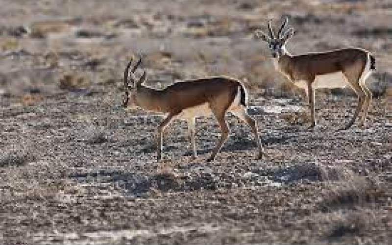 فداکاری یک مادر برای نجات فرزندش