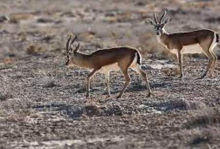 فداکاری یک مادر برای نجات فرزندش