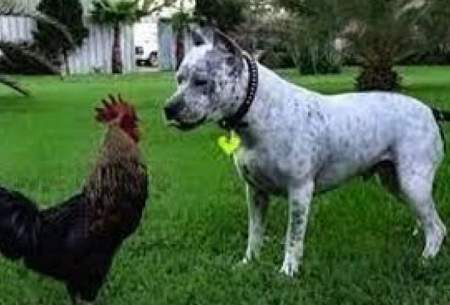 تعقیب و گریز خنده‌دار یک مرغ و سگ/فیلم