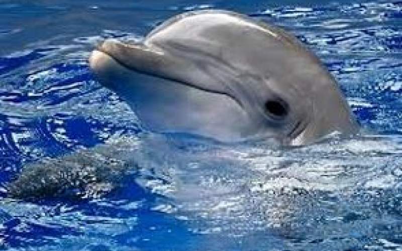 لحظه منحصربفردتولد یک دلفین درجزیره کیش