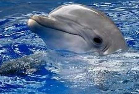 لحظه منحصربفردتولد یک دلفین درجزیره کیش