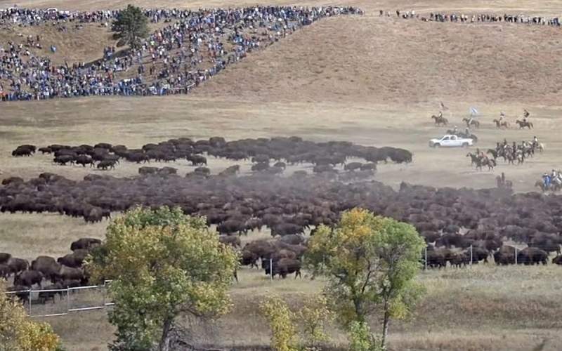فرایند پرورش ۱۴۰۰ گاومیش کوهان‌دار آمریکایی