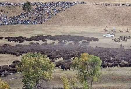 فرایند پرورش ۱۴۰۰ گاومیش کوهان‌دار آمریکایی