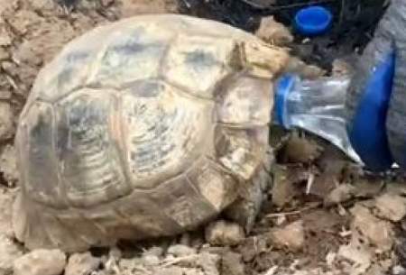 سیراب کردن لاک‌پشت نجات یافته از حریقِ مریوان