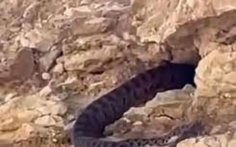 کشف یک مار غول پیکر و شگفت‌انگیز در فارس