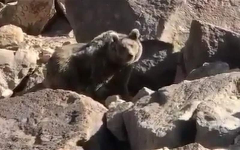ویدئویی از حمله خرس‌ها به کوهنوردان در سبلان