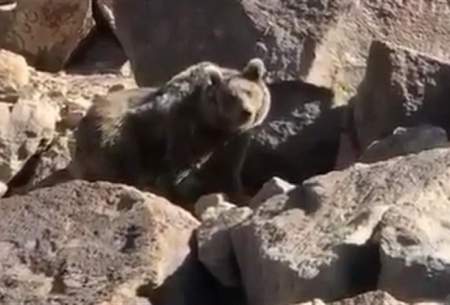 ویدئویی از حمله خرس‌ها به کوهنوردان در سبلان