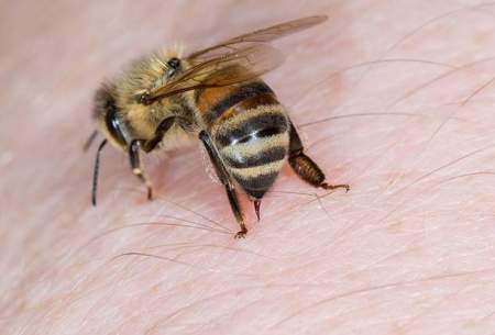 اثرات زهرزنبور عسل در بین بردن سلول سرطانی