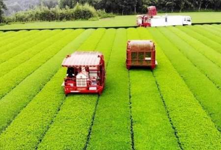 عملیات برداشت گران‌ترین چای سبز ژاپن