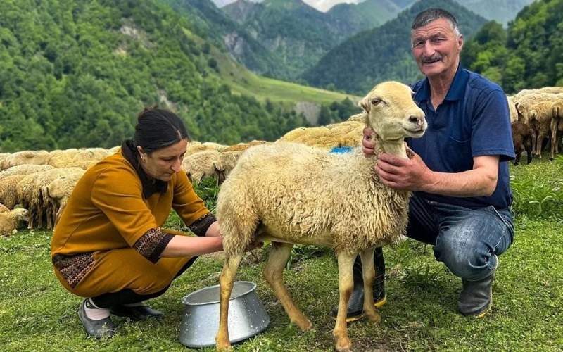 نحوه تهیه پنیر گوسفندی سنتی درکشور آذربایجان