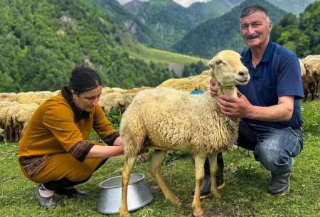 نحوه تهیه پنیر گوسفندی سنتی درکشور آذربایجان