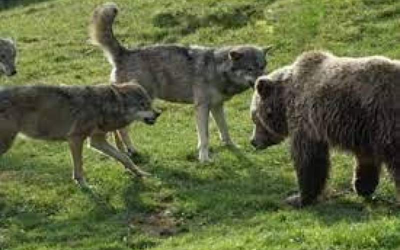 حمله‌ی سگ‌های گله به خرس در طبیعت مازندران