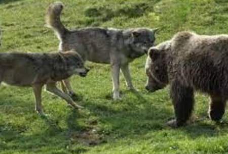 حمله‌ی سگ‌های گله به خرس در طبیعت مازندران