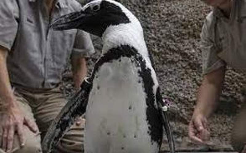 ذوق زدگی یک پنگوئن پس از بغل کردن مربی‌اش