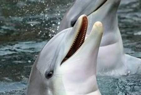 لحظه زیبای مادر فرزندی از جنس دلفین‌ها