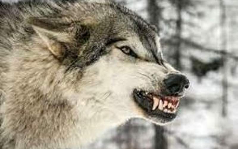 حمله برق آسای گرگ به سگ در زنجیر/فیلم