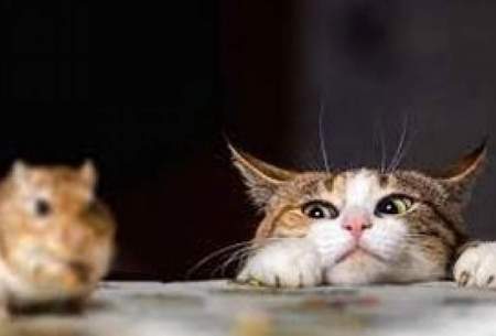 شکار موش غول پیکر توسط گربه مادر! /فیلم